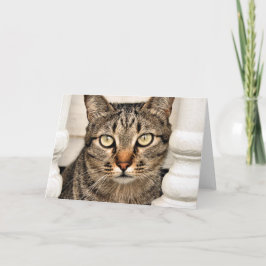 Tabby-Katze Karte