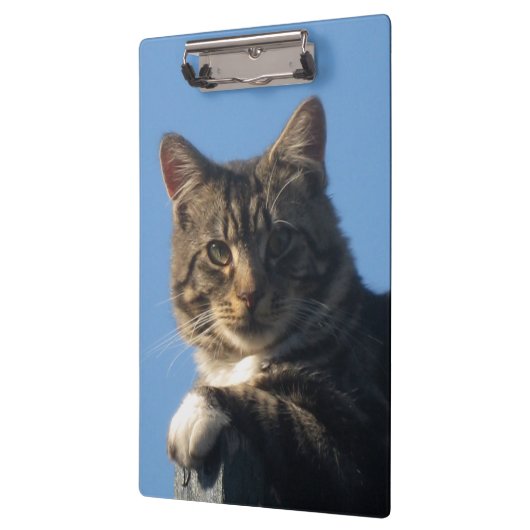 Tabby-Katze - Klemmbrett (Links)