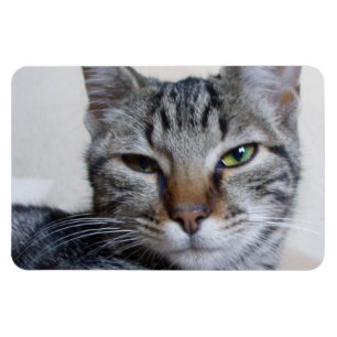 Tabby-Katze Magnet