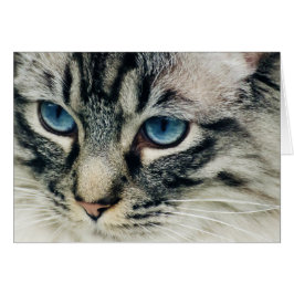 Tabby-Katze mit blauem Auge geschlossen