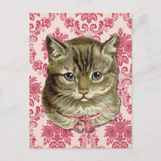 Tabby-Katze Postkarte (Vorderseite)