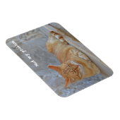 Tabby Katze Ruhe in Dubrovnik Nicht mein Problem! Magnet (Rechte Seite)