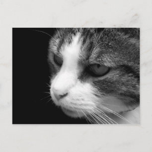 Tabby Katze Schwarz-Weiß-Portrait - Tierische Post Postkarte