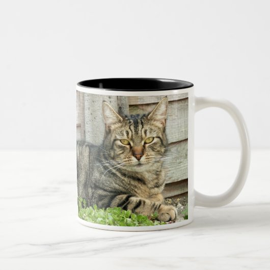 Tabby-Katze Zweifarbige Tasse (Rechts)