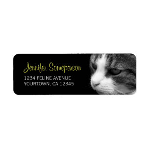 Tabby-Katzen-Fotografie