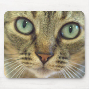 Tabby-Katzen-Gesichts-nahes hohes Mousepad