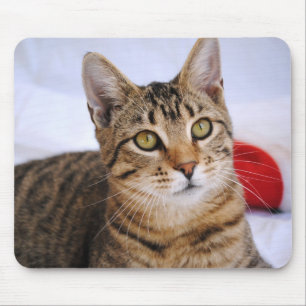 Tabby-Katzen-Mausunterlage Mousepad