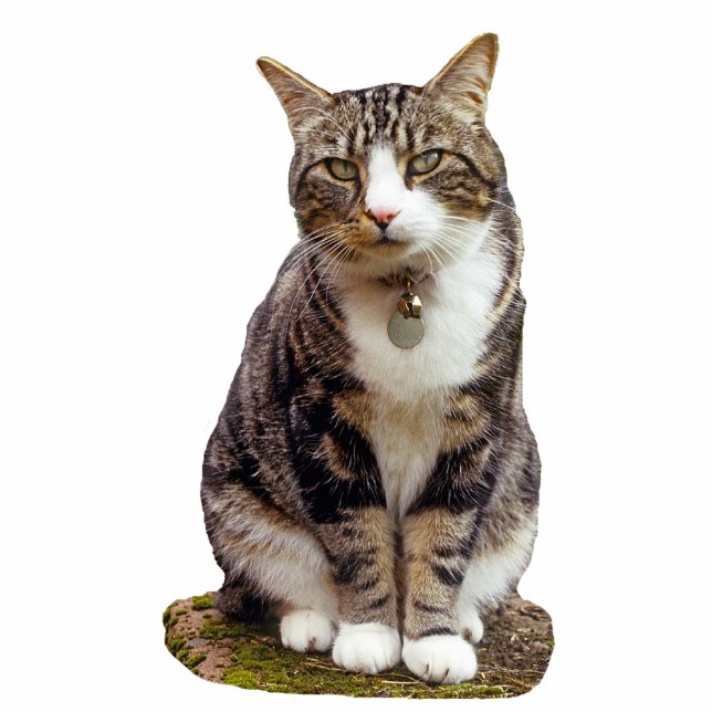 Tabby-Katzen-Skulptur Freistehende Fotoskulptur (Vorne)
