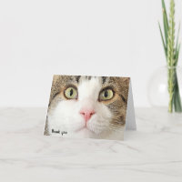 tabby Katzengesicht danke