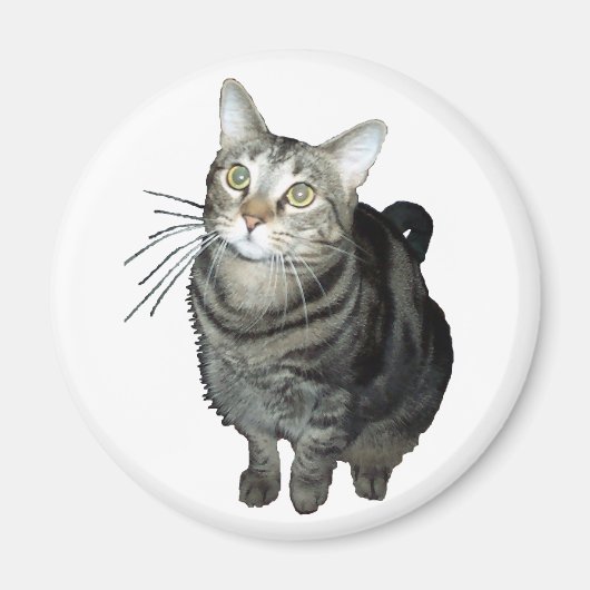 Tabby-Katzenmagnet Magnet (Vorne)