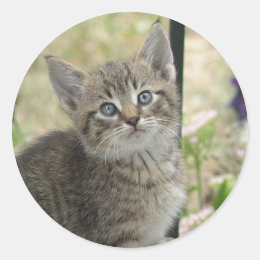 Tabby-Kitten-Aufkleber Runder Aufkleber (Vorderseite)
