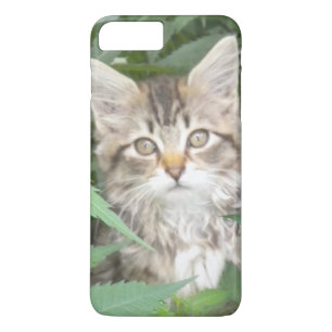 Tabby Kitten iPhone 7 plus Gehäuse iPhone 8 Plus/7 Plus Hülle