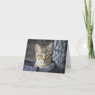 Tabby Kitten Karte
