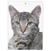 Tabby Kitten Klemmbrett (Rückseite)