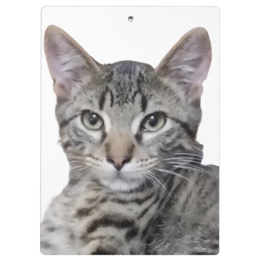 Tabby Kitten Klemmbrett (Rückseite)