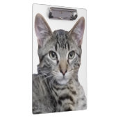 Tabby Kitten Klemmbrett (Rechts)