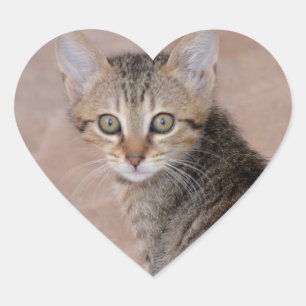 Tabby Kitten Liebe Heart Stickers