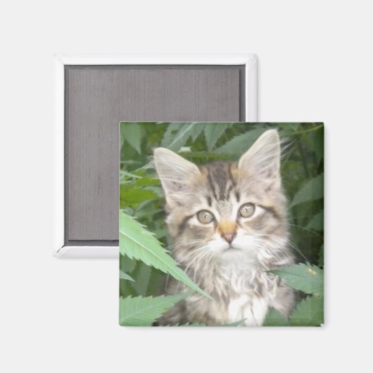 Tabby Kitten Magnet (Vorderseite/Rückseite)
