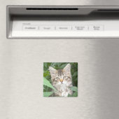 Tabby Kitten Magnet (In Situ (Geschirrspüler))