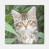 Tabby Kitten Magnet (Vorne)