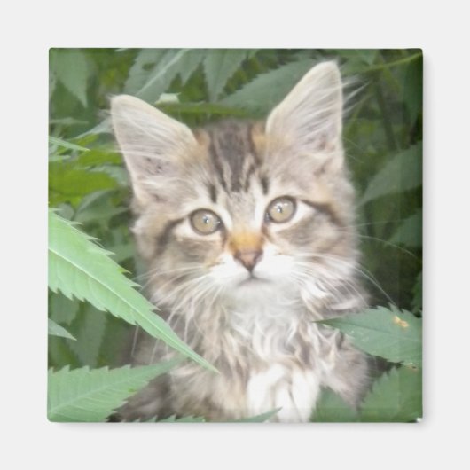 Tabby Kitten Magnet (Vorne)