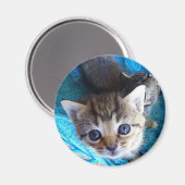 Tabby Kitten Magnet (Vorderseite/Rückseite)