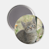 Tabby Kitten Magnet (Vorderseite/Rückseite)