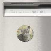 Tabby Kitten Magnet (In Situ (Geschirrspüler))