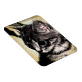 Tabby Kitten Magnet (Rechte Seite)