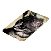Tabby Kitten Magnet (Linke Seite)