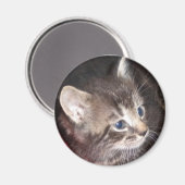 Tabby Kitten-Magnet Magnet (Vorderseite/Rückseite)