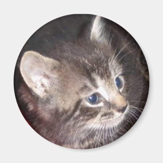 Tabby Kitten-Magnet Magnet (Vorne)
