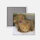 Tabby Kitten mit Teddy Bear Magnet (Vorderseite/Rückseite)