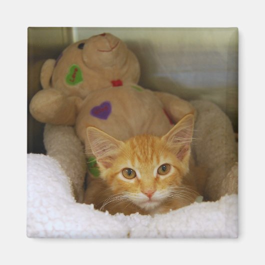 Tabby Kitten mit Teddy Bear Magnet (Vorne)