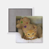 Tabby Kitten mit Teddy Bear Magnet (Vorderseite/Rückseite)