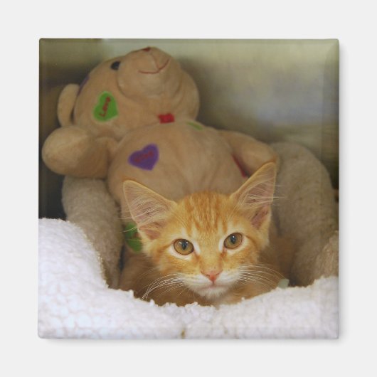 Tabby Kitten mit Teddy Bear Magnet (Vorne)