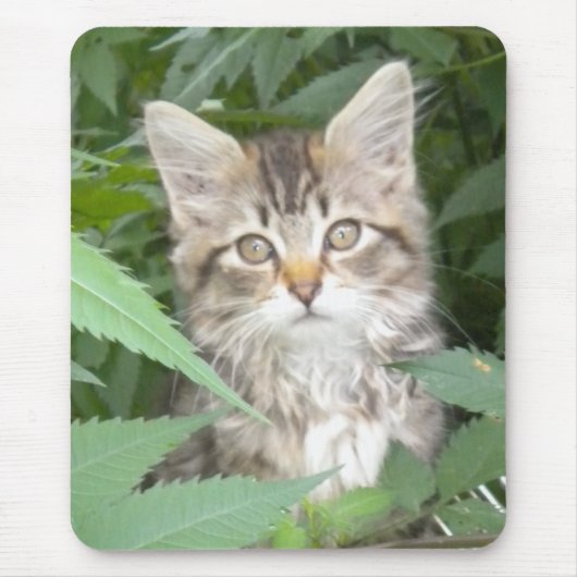 Tabby Kitten Mousepad (Vorne)