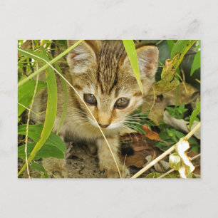 Tabby Kitten Postkarte