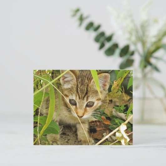 Tabby Kitten Postkarte (Stehend Vorderseite)