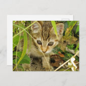 Tabby Kitten Postkarte (Vorne/Hinten)