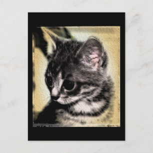 Tabby Kitten Postkarte