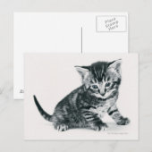 Tabby Kitten Postkarte (Vorne/Hinten)