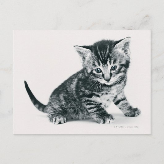Tabby Kitten Postkarte (Vorderseite)