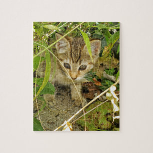 Tabby Kitten Puzzle