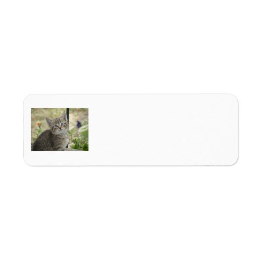 Tabby Kitten Rücksendeadressen-Aufklebers (Vorne)