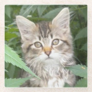 Tabby Kitten Sandstone Untersetzer