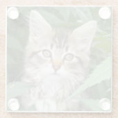 Tabby Kitten Sandstone Untersetzer (Rückseite)