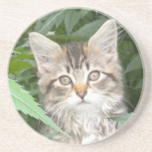 Tabby Kitten Untersetzer (Vorne)
