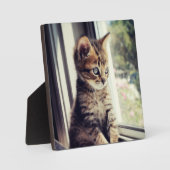 Tabby Kitten Watching Fotoplatte (Vorderseite)