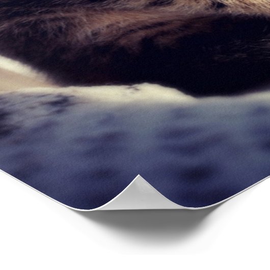 Tabby Kitten Watching Poster (Ecke)